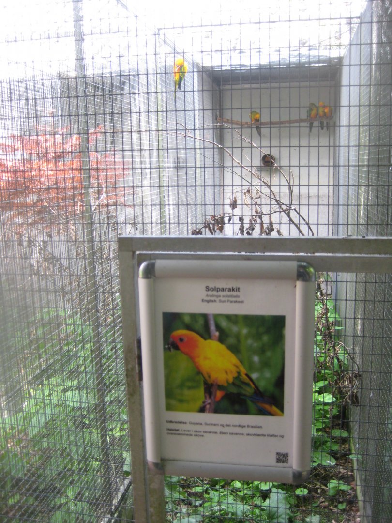Nordsjællands Fuglepark - Sun conure aviary
