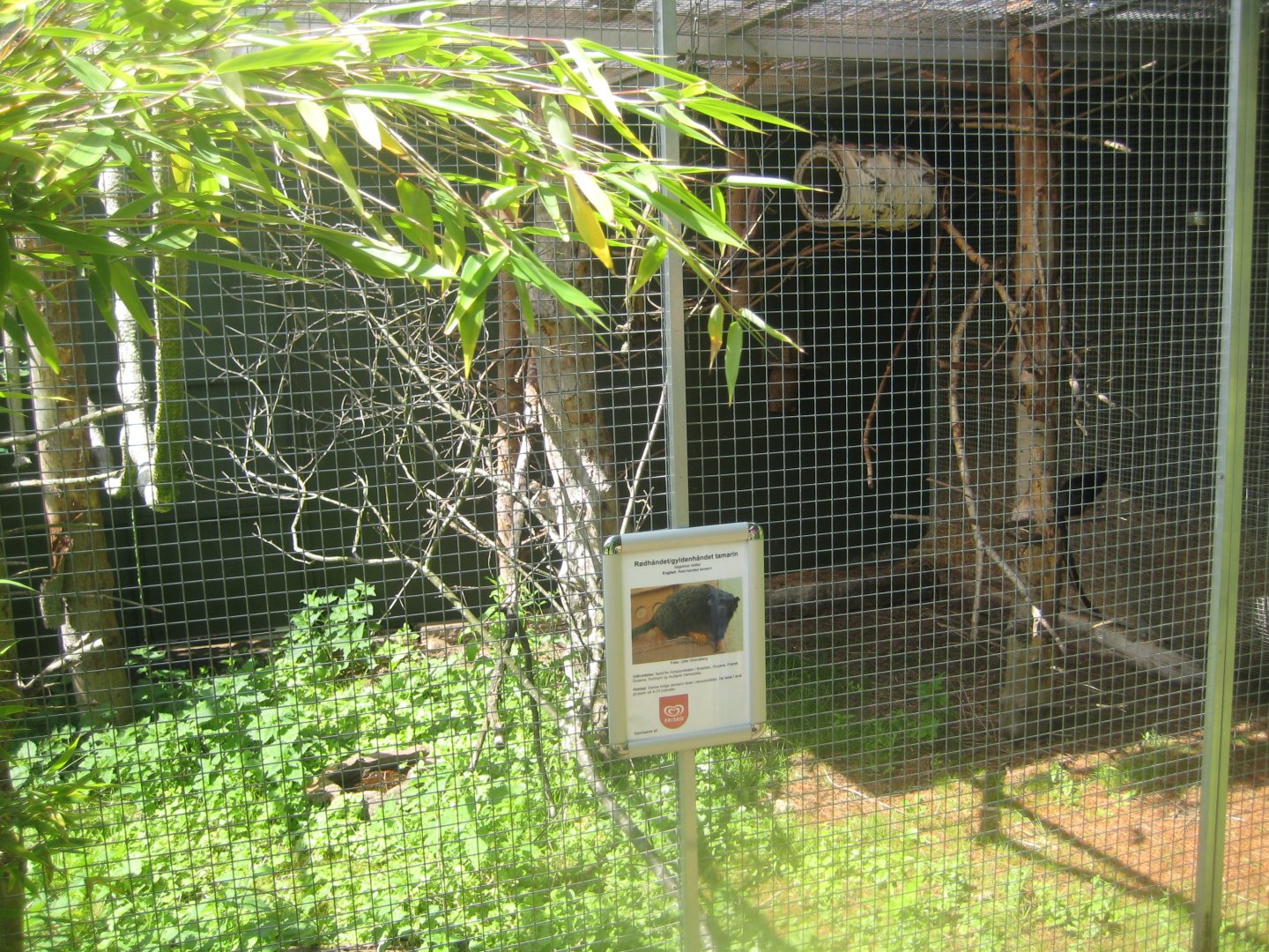 Nordsjællands Fuglepark - Tamarin exhibit