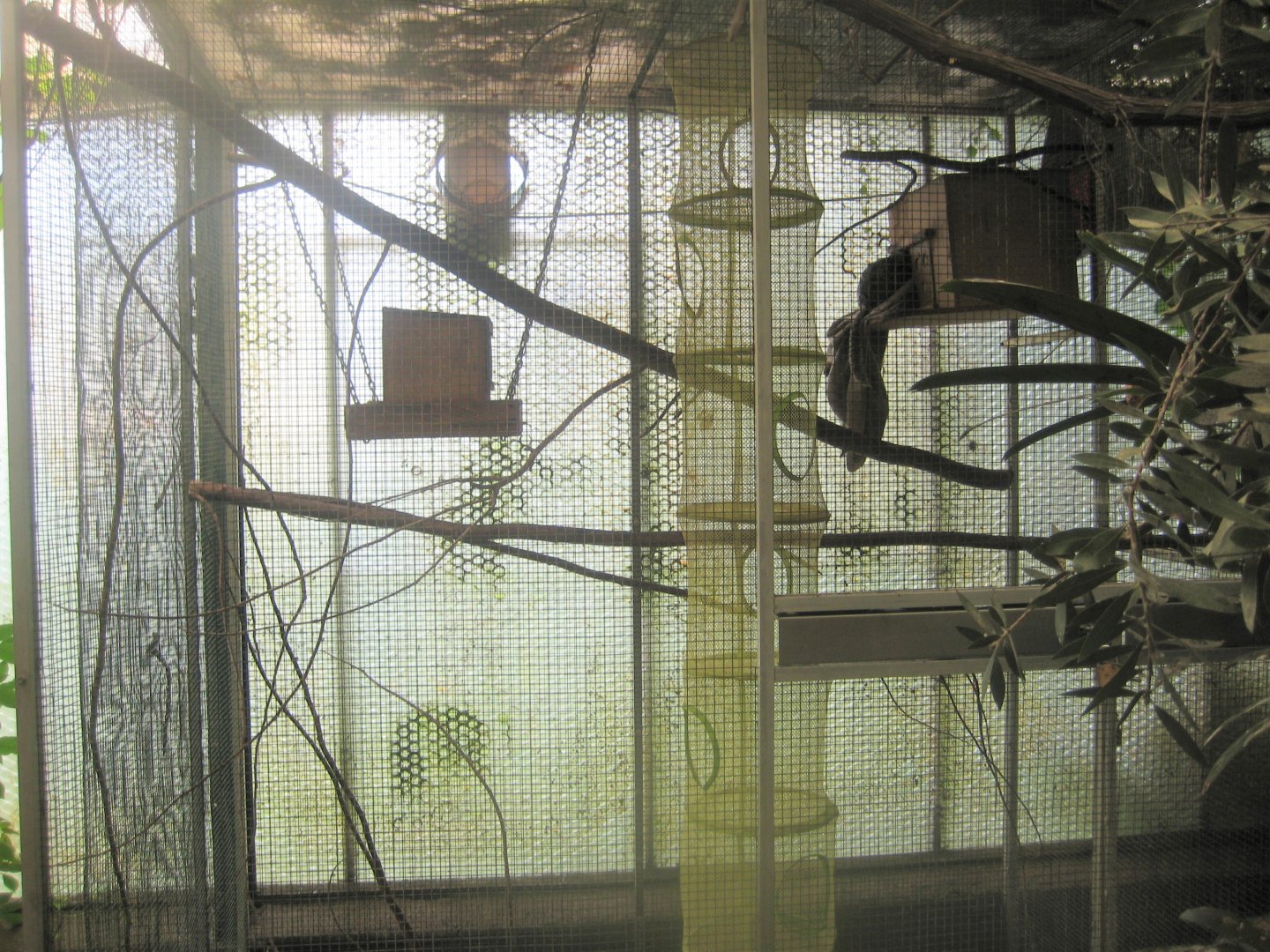 Nordsjællands Fuglepark - Tropical house - Marmoset exhibit