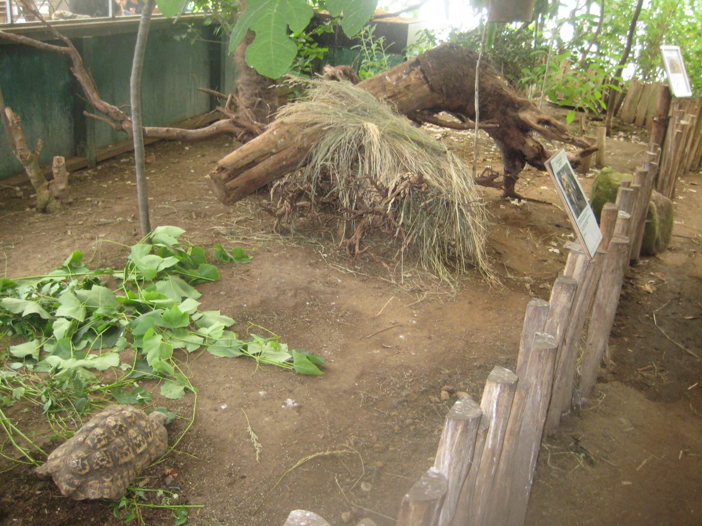 Nordsjællands Fuglepark - Tropical house - Tortoise exhibit