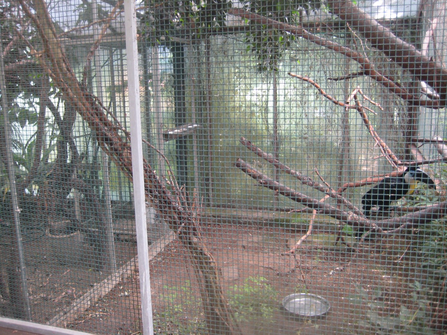 Nordsjællands Fuglepark - Tropical house - Toucan aviary