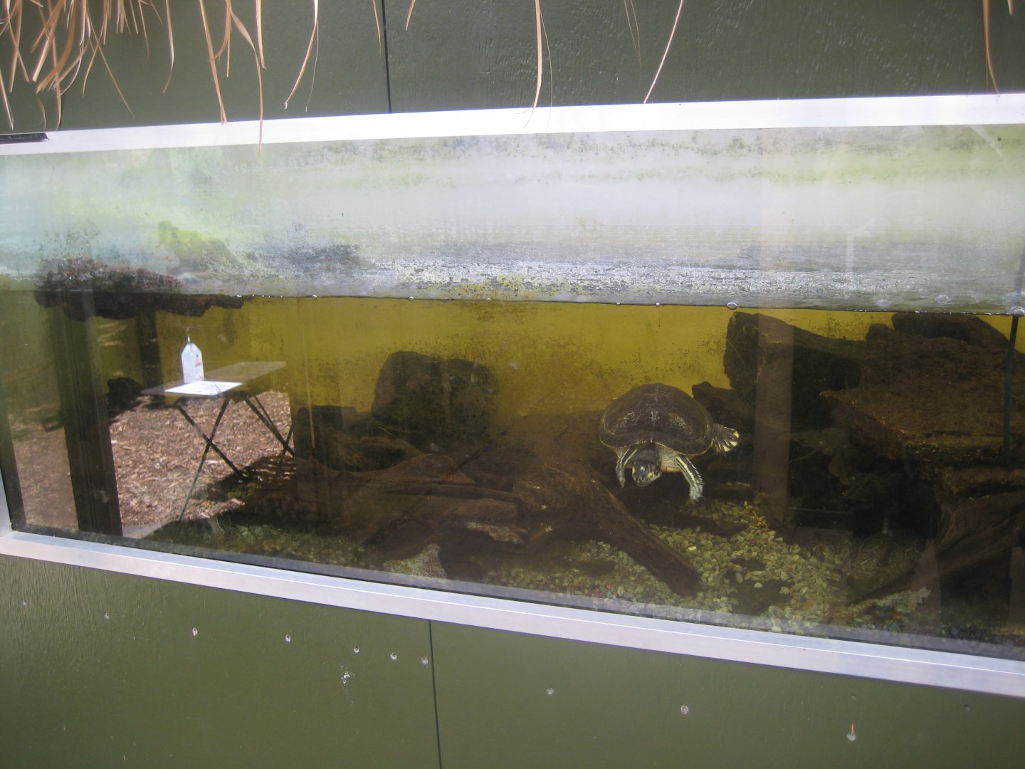 Nordsjællands Fuglepark - Turtle exhibit