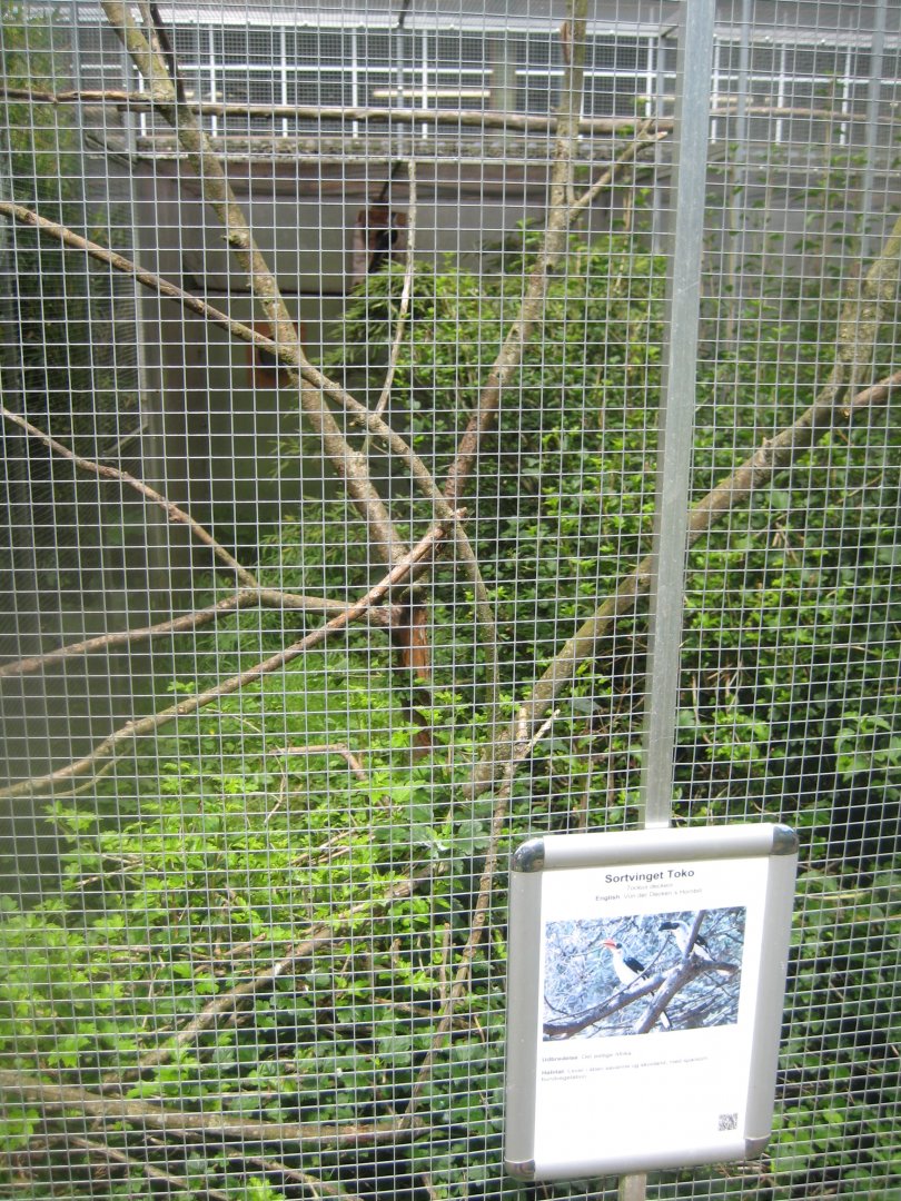 Nordsjællands Fuglepark - Van der Decken's hornbill aviary