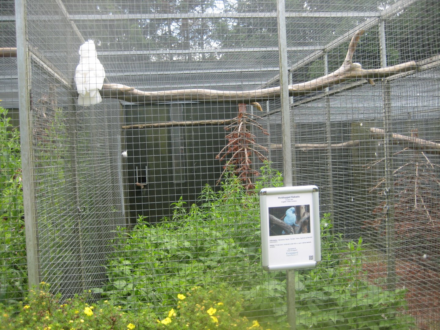 Nordsjællands Fuglepark - White cockatoo aviary