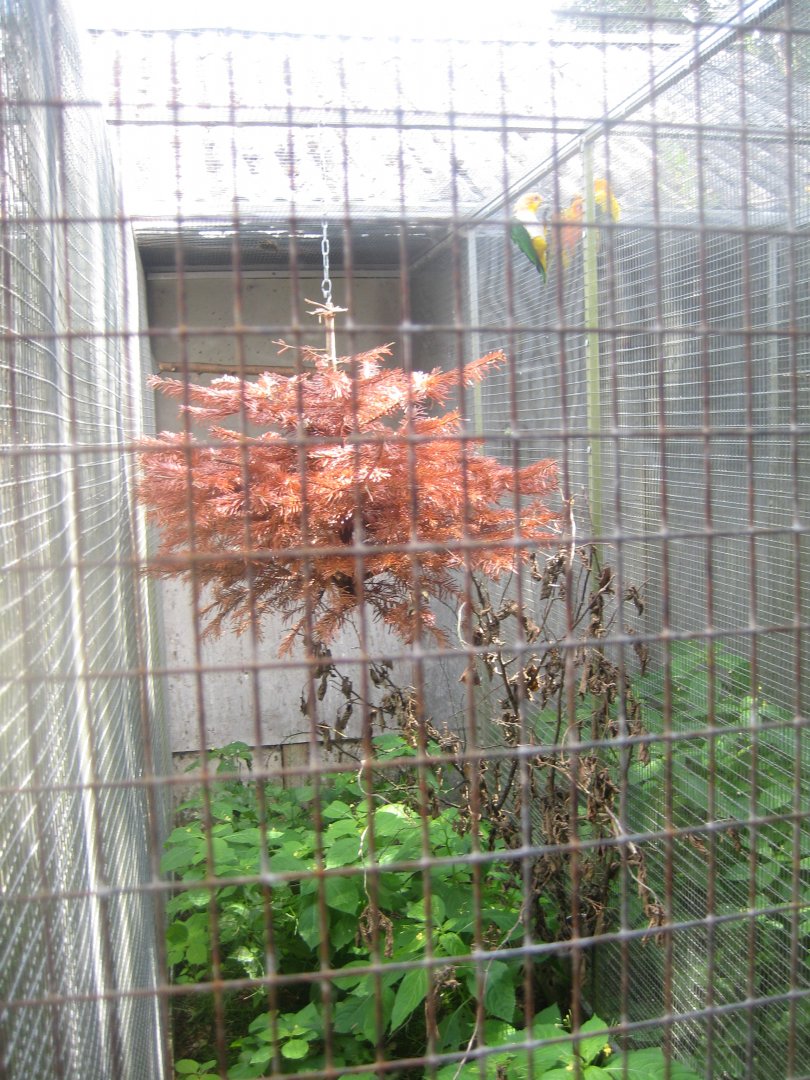 Nordsjællands Fuglepark - Yellow-thighed caique aviary
