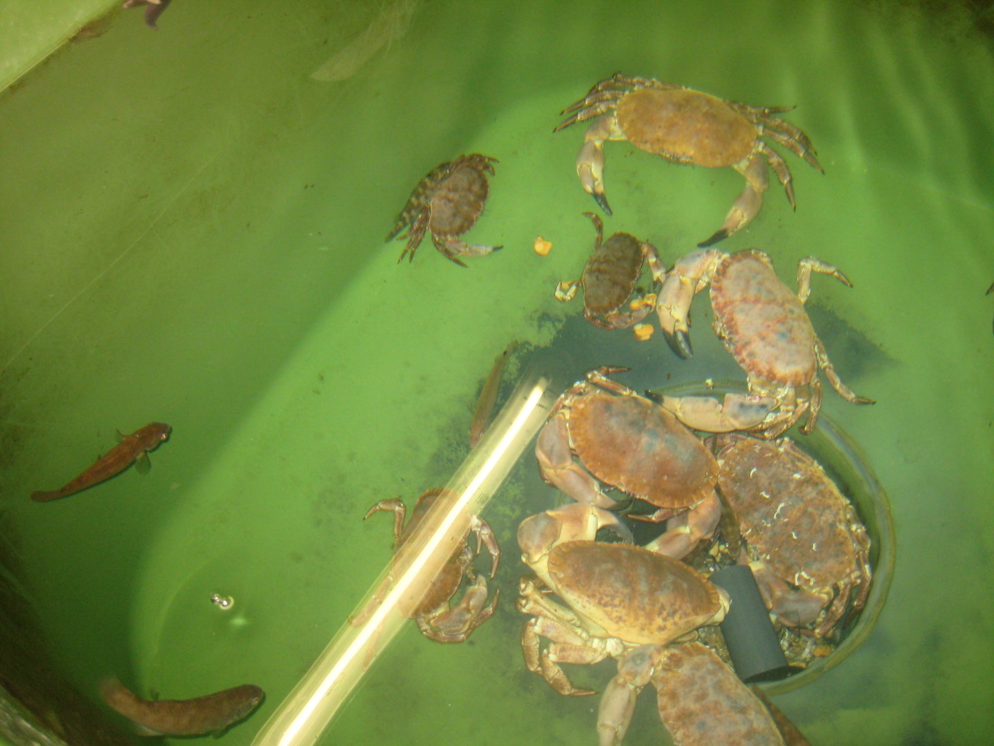 Nordsøen Oceanarium - Behind the scenes - Edible crab tank