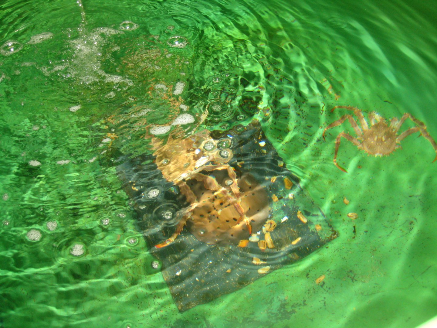 Nordsøen Oceanarium - Behind the scenes - King crab tank