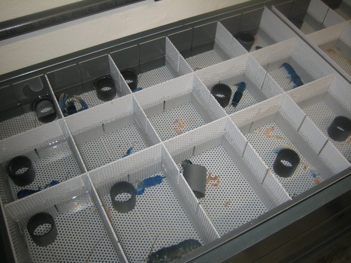 Nordsøen Oceanarium - Behind the scenes - Lobster breeding station