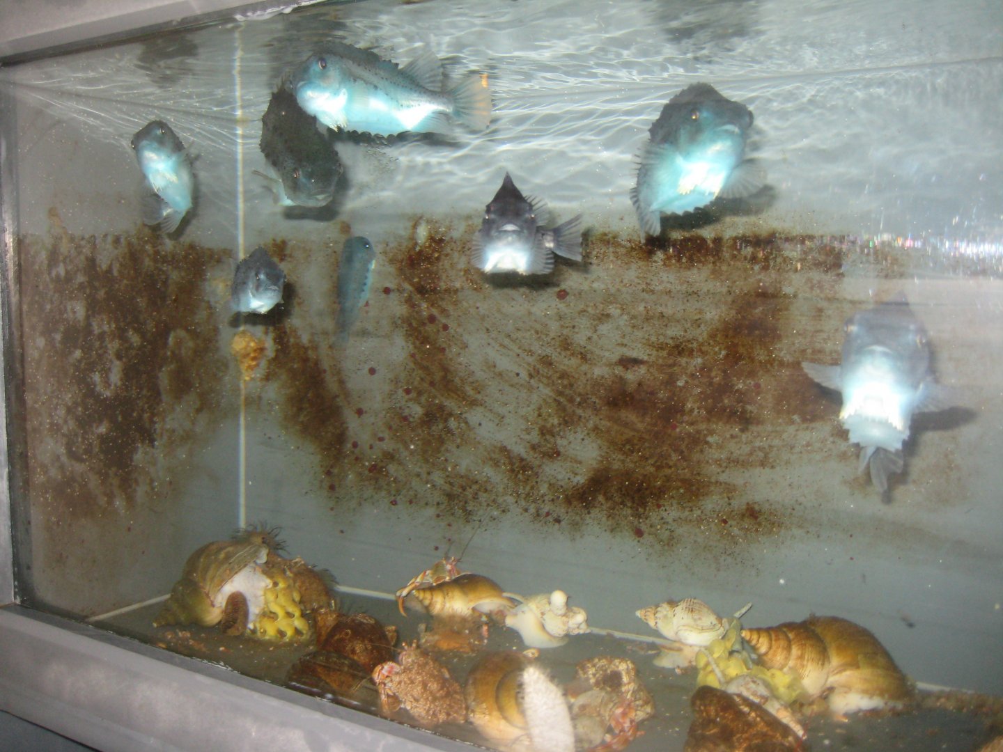 Nordsøen Oceanarium - Behind the scenes - Lumpfish tank