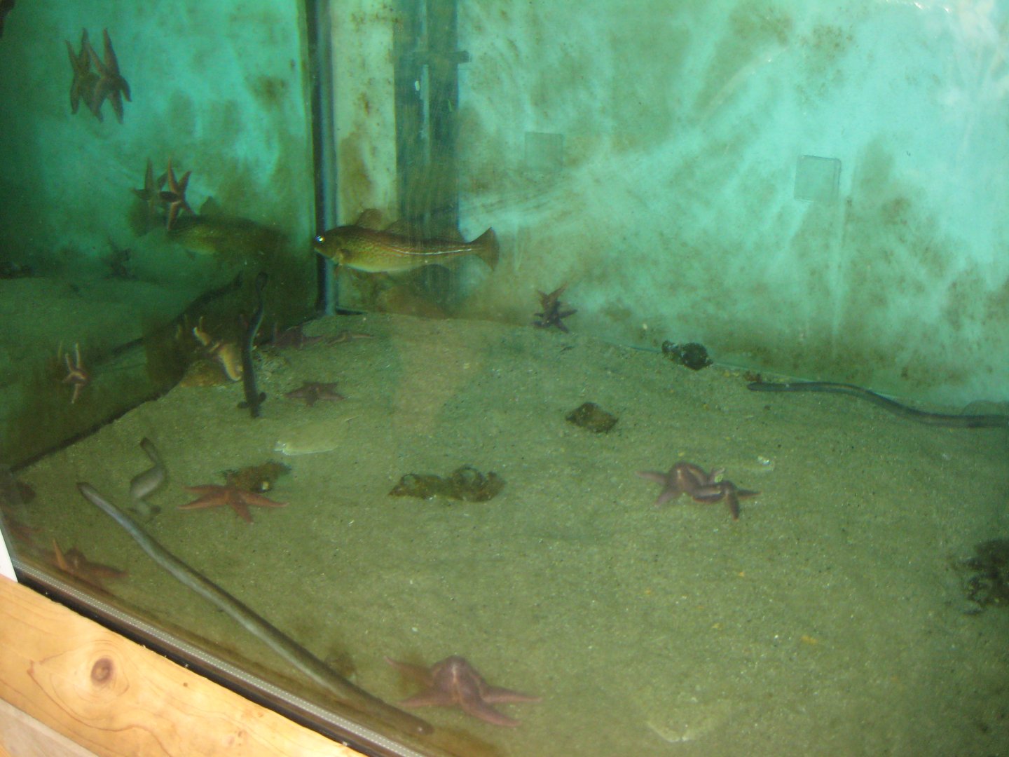 Nordsøen Oceanarium - Behind the scenes - Mixed tank