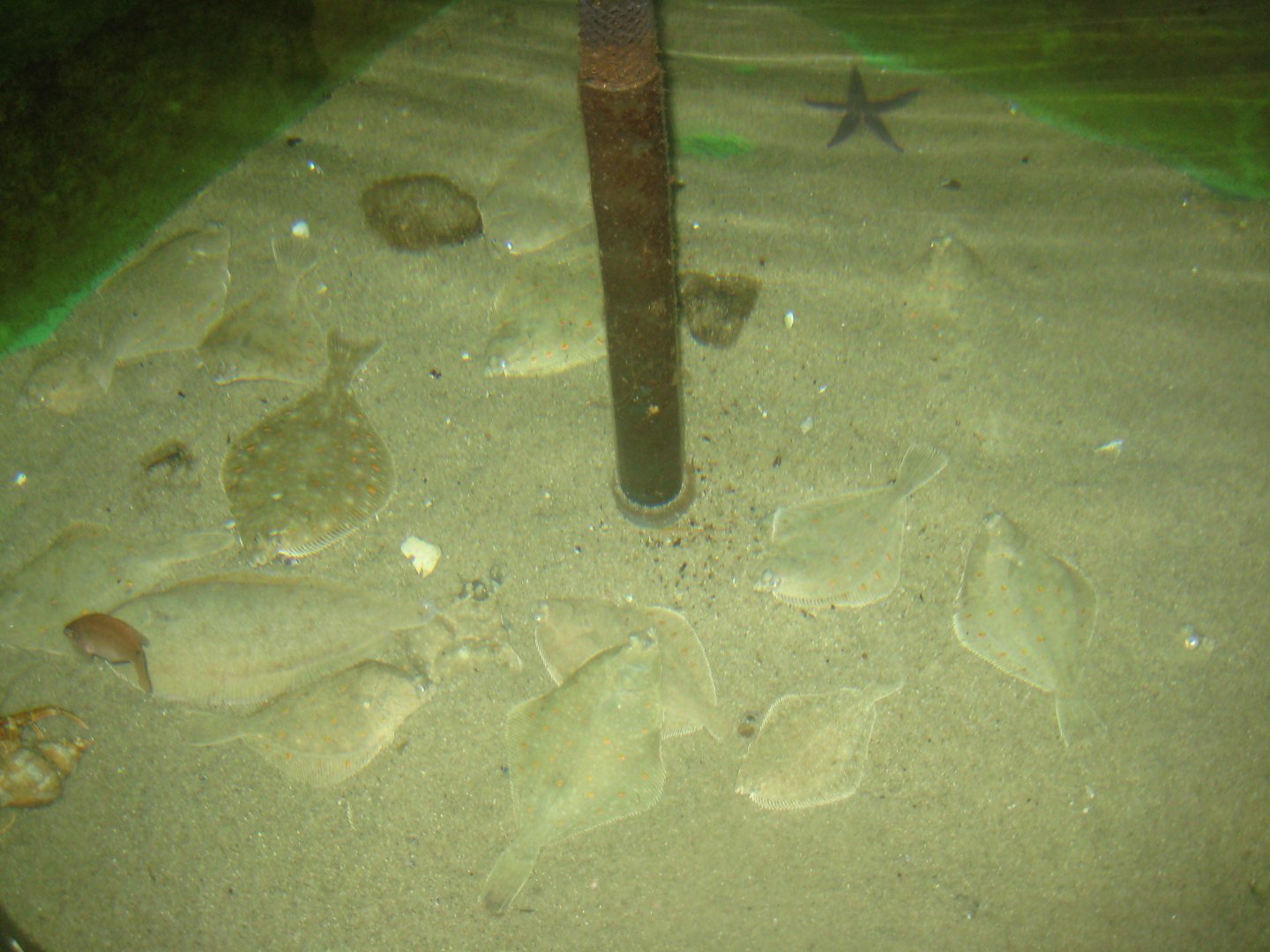 Nordsøen Oceanarium - Behind the scenes - Plaice tank