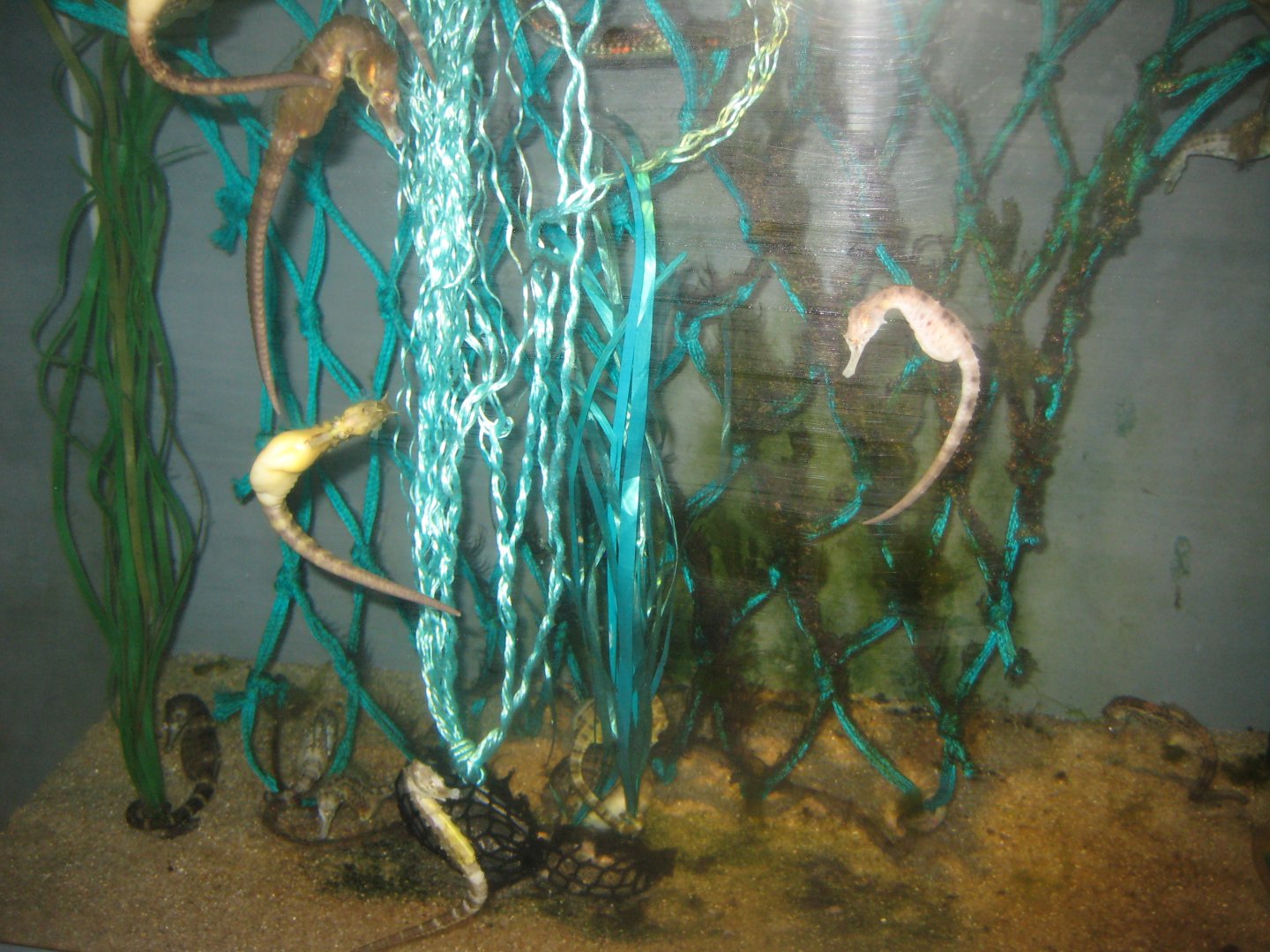 Nordsøen Oceanarium - Behind the scenes - Seahorse tank