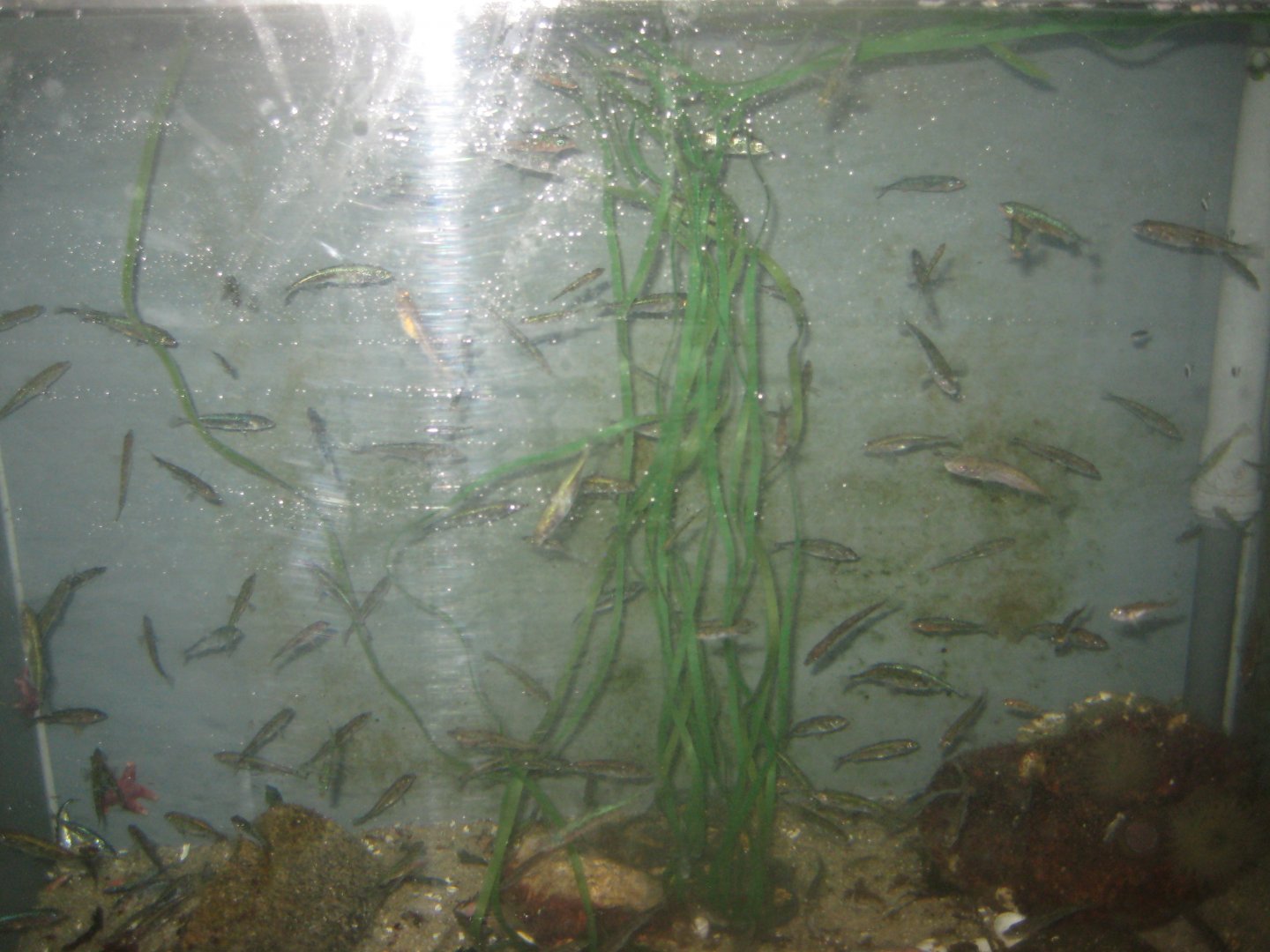 Nordsøen Oceanarium - Behind the scenes - Stickleback tank