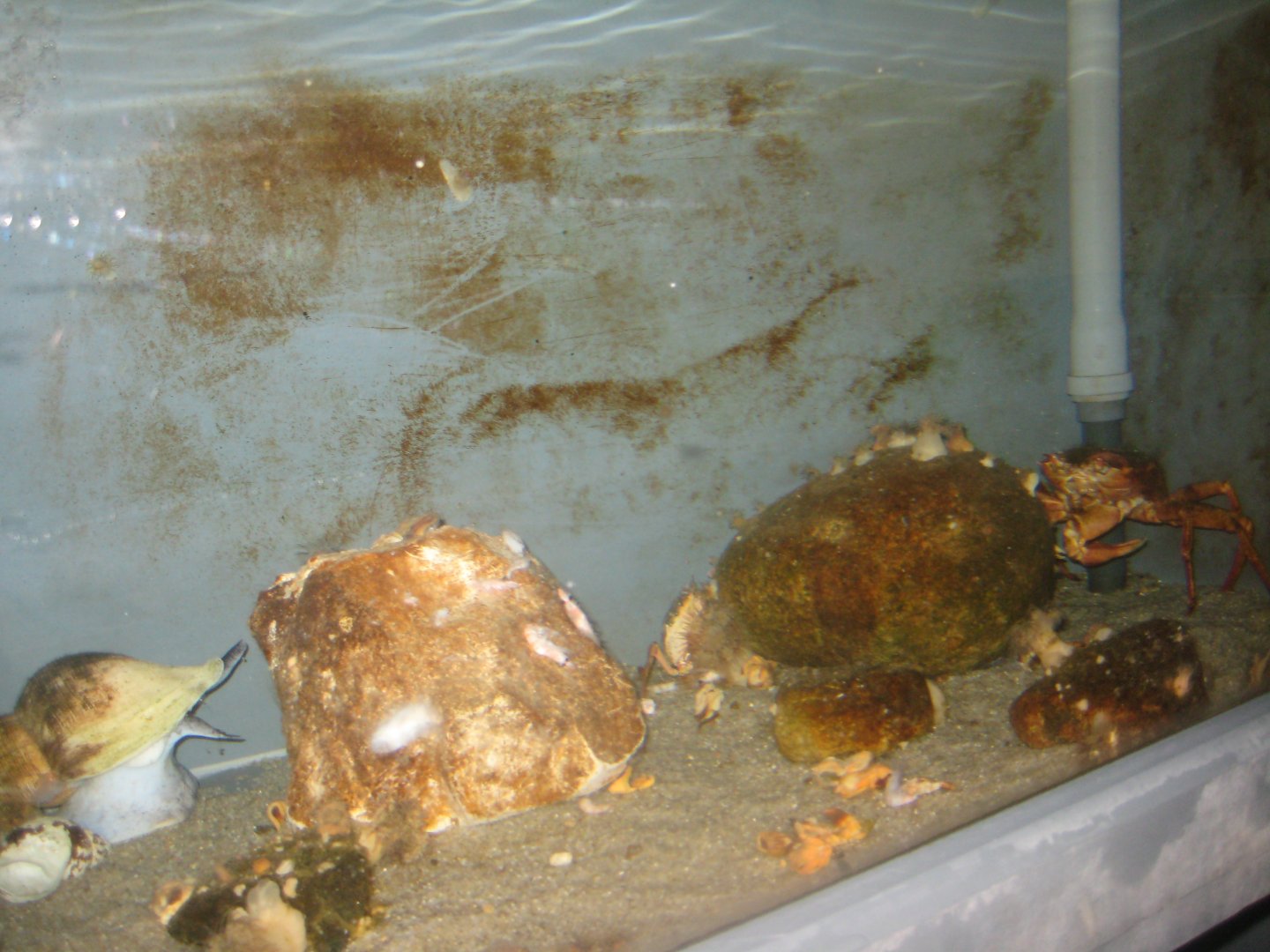 Nordsøen Oceanarium - Behind the scenes - Whelk tank