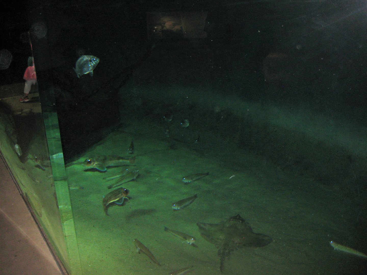 Nordsøen Oceanarium - "Dogger Bank"