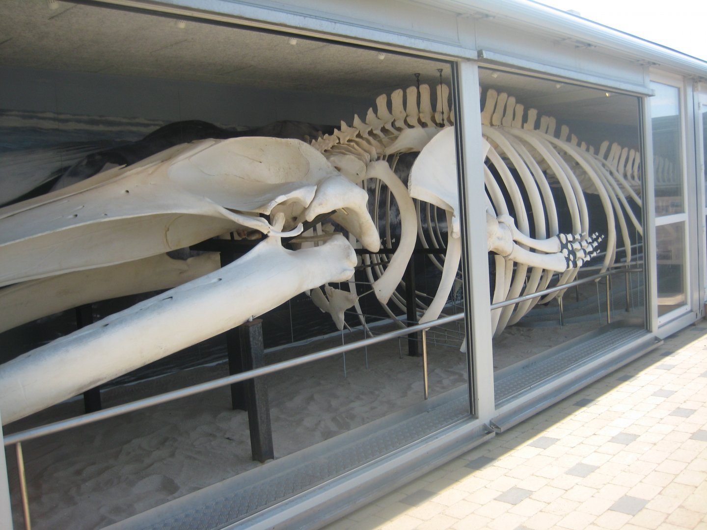Nordsøen Oceanarium - Fin whale skeleton