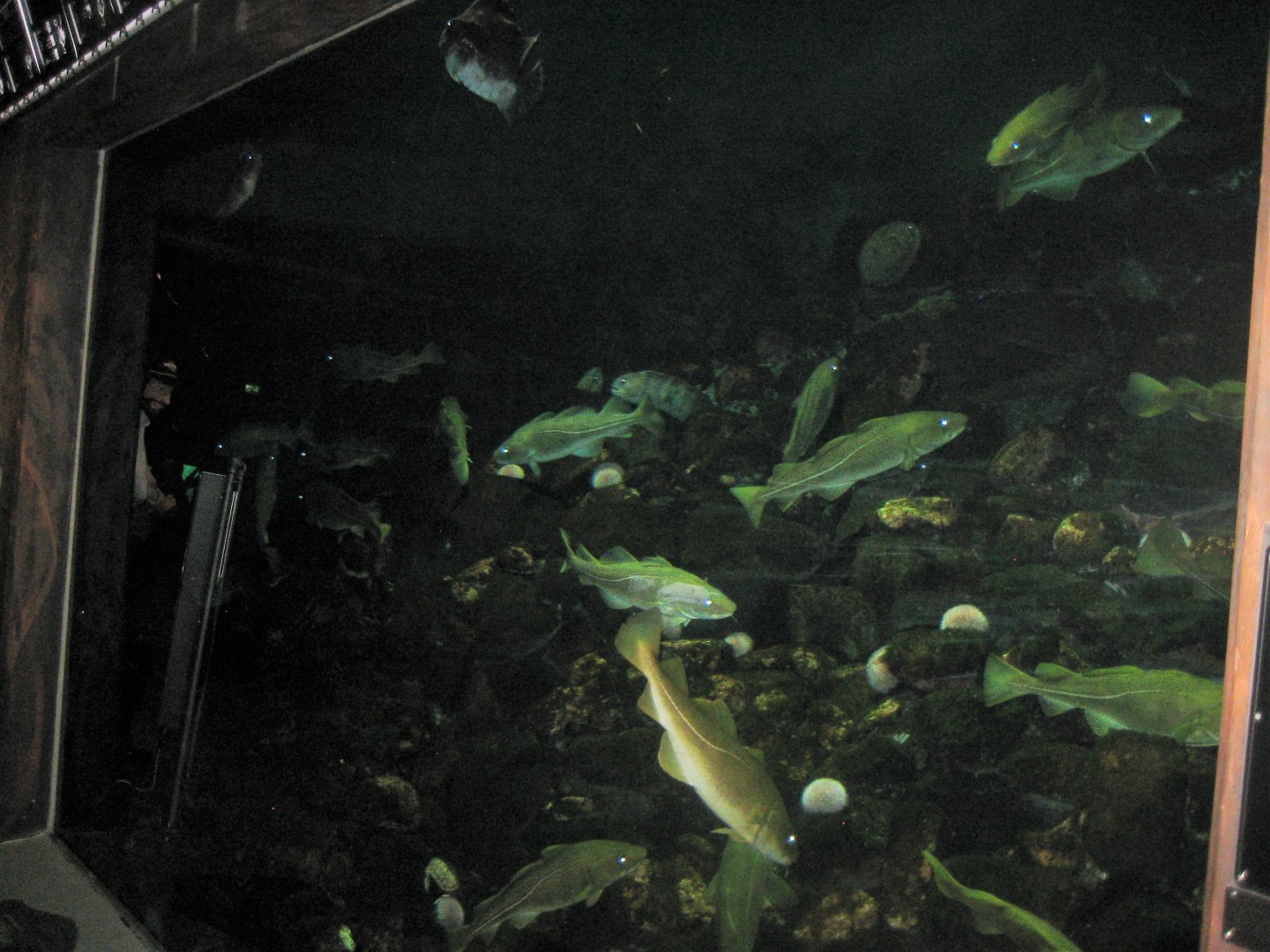 Nordsøen Oceanarium - "Jyske Rev"