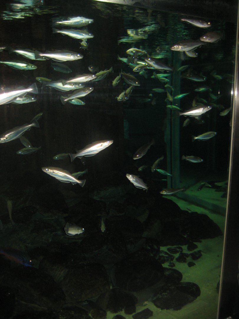 Nordsøen Oceanarium - "Molen Hirtshals"