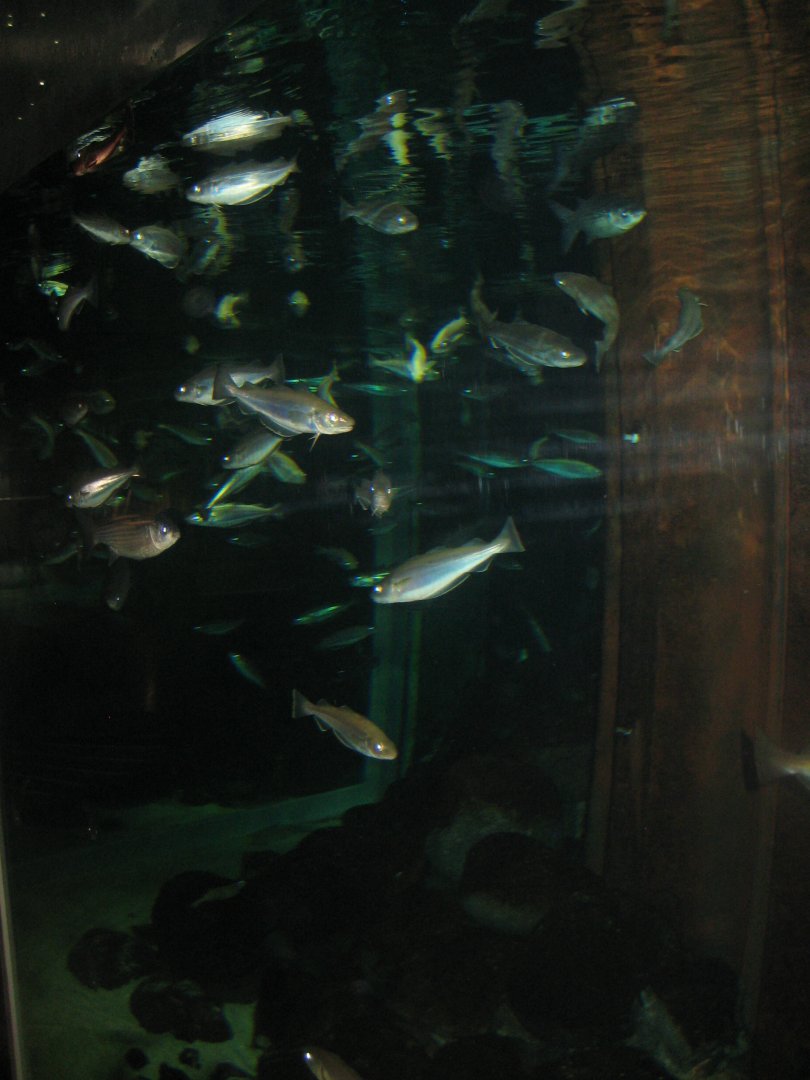 Nordsøen Oceanarium - "Molen Hirtshals"