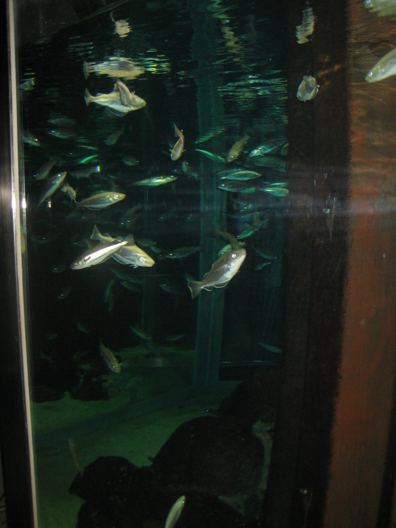 Nordsøen Oceanarium - "Molen Hirtshals"