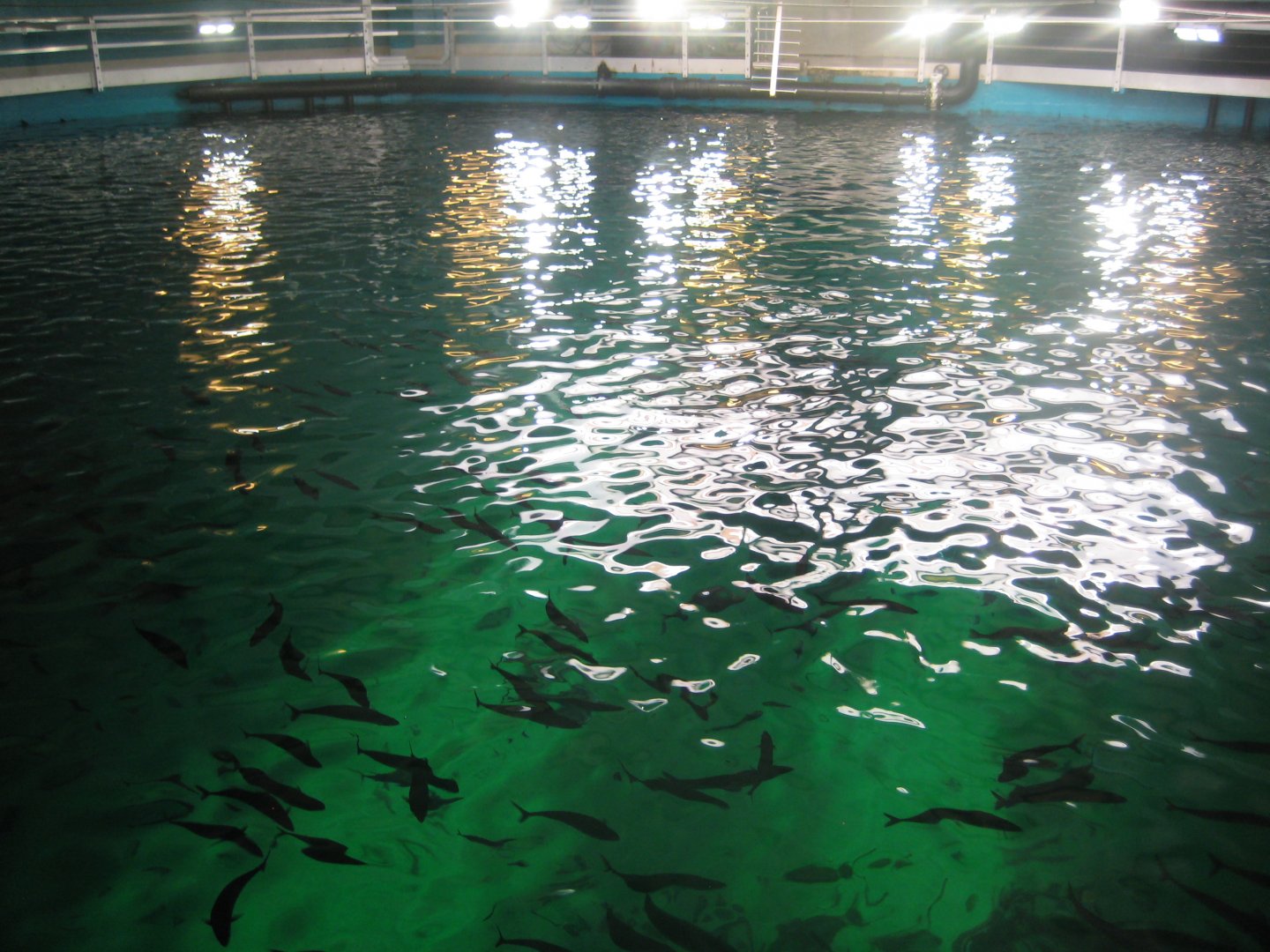 Nordsøen Oceanarium - "Ocean View"