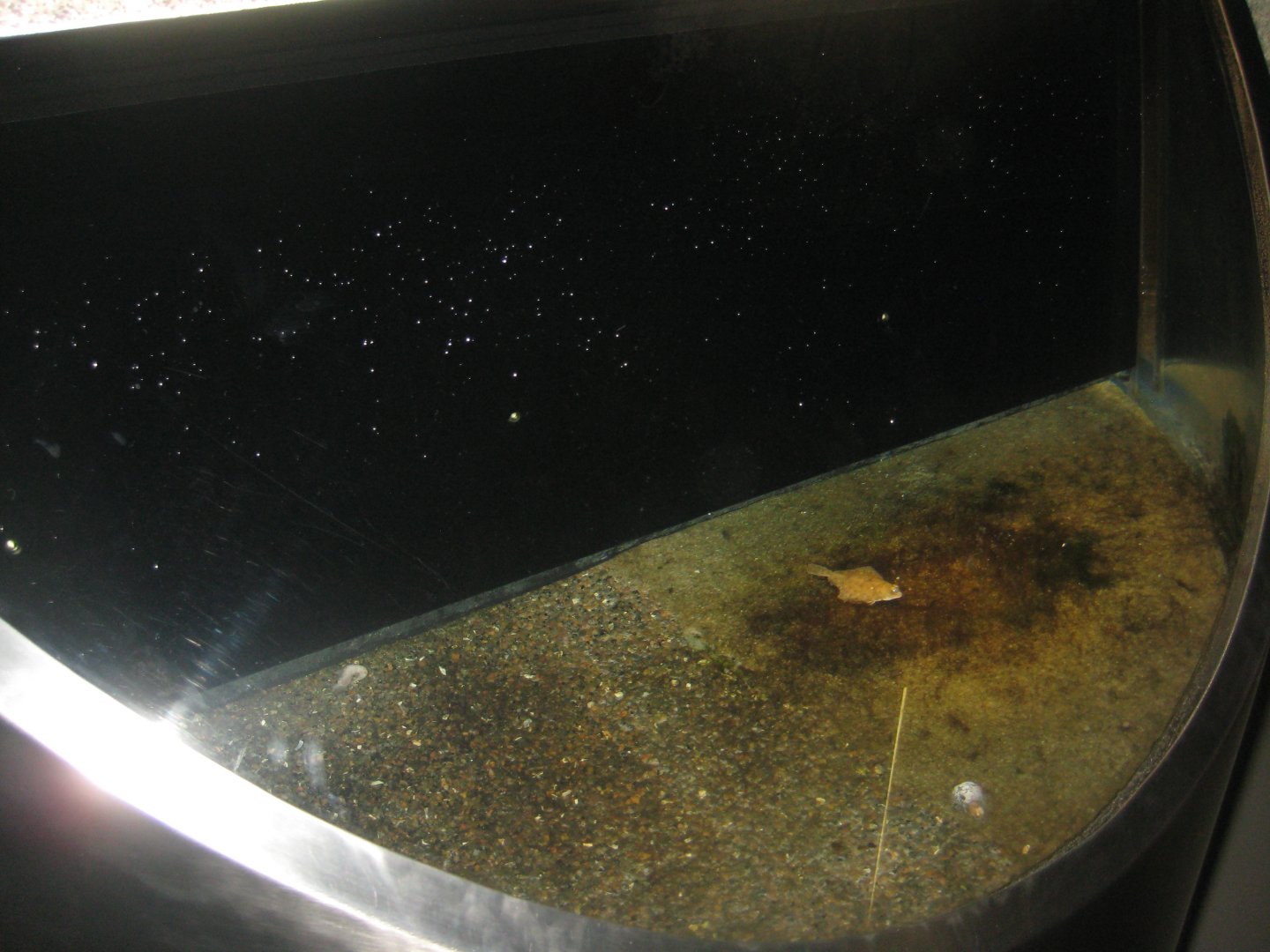 Nordsøen Oceanarium - Plaice tank