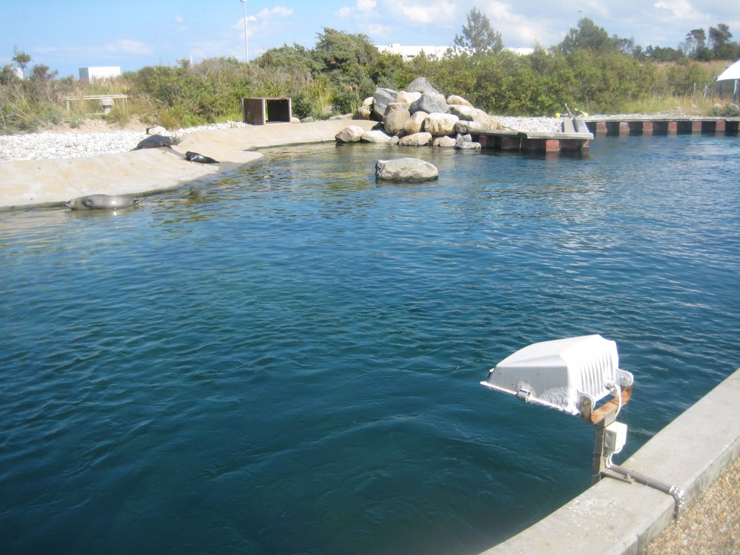 Nordsøen Oceanarium - "Sælkoloni Limfjorden"