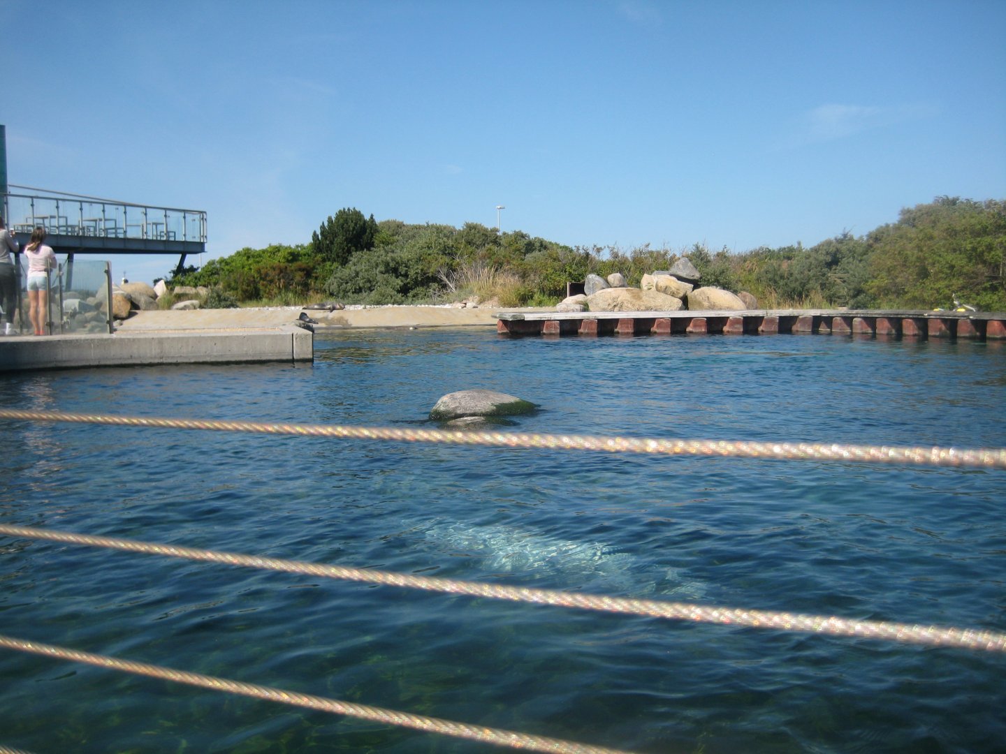 Nordsøen Oceanarium - "Sælkoloni Limfjorden"