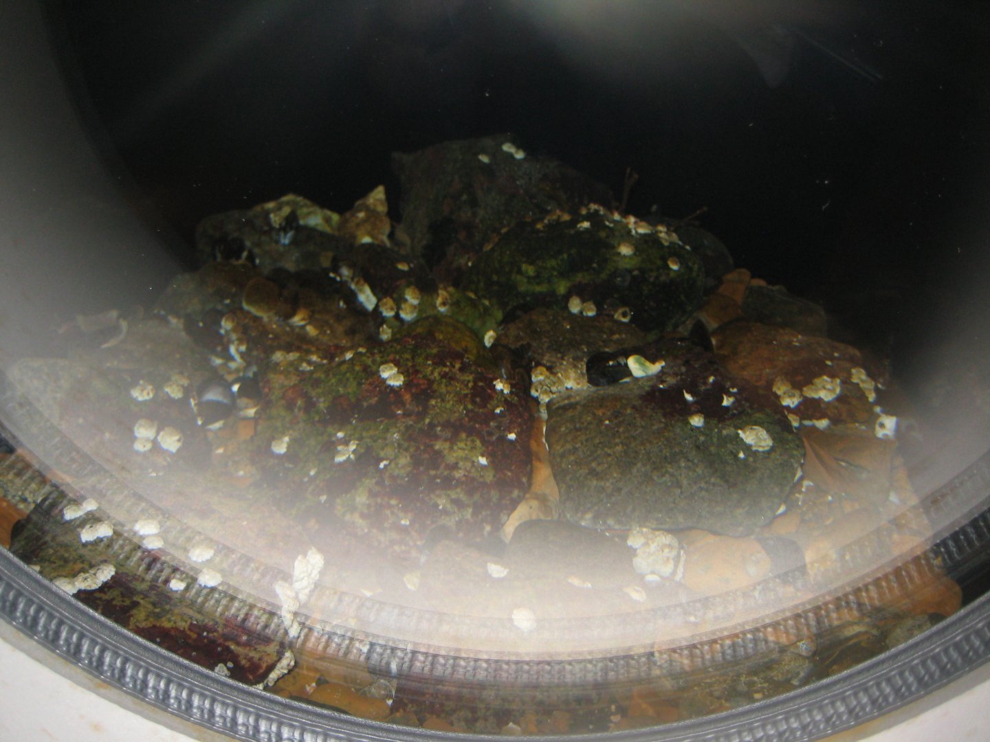 Nordsøen Oceanarium - "The sea observatory" - Barnacle tank