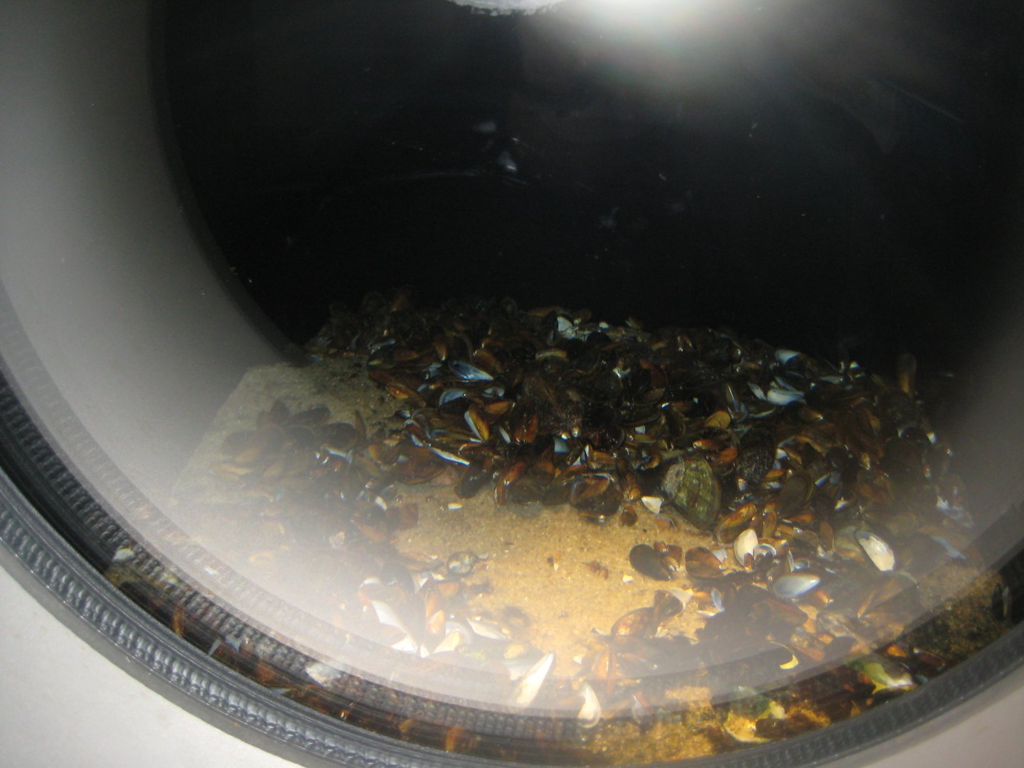 Nordsøen Oceanarium - "The sea observatory" - Blue mussel tank