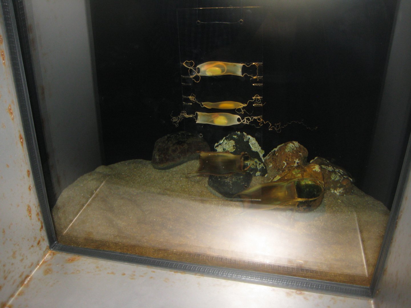 Nordsøen Oceanarium - "The sea observatory" - Breeding station