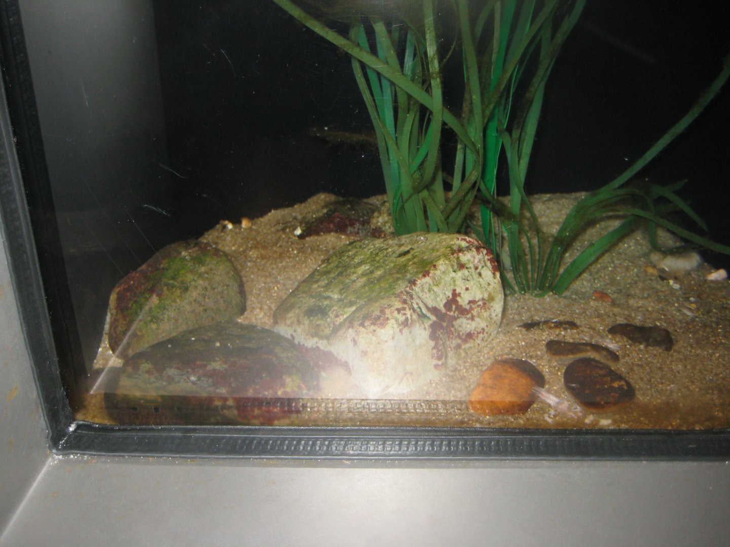 Nordsøen Oceanarium - "The sea observatory" - Butterfish tank