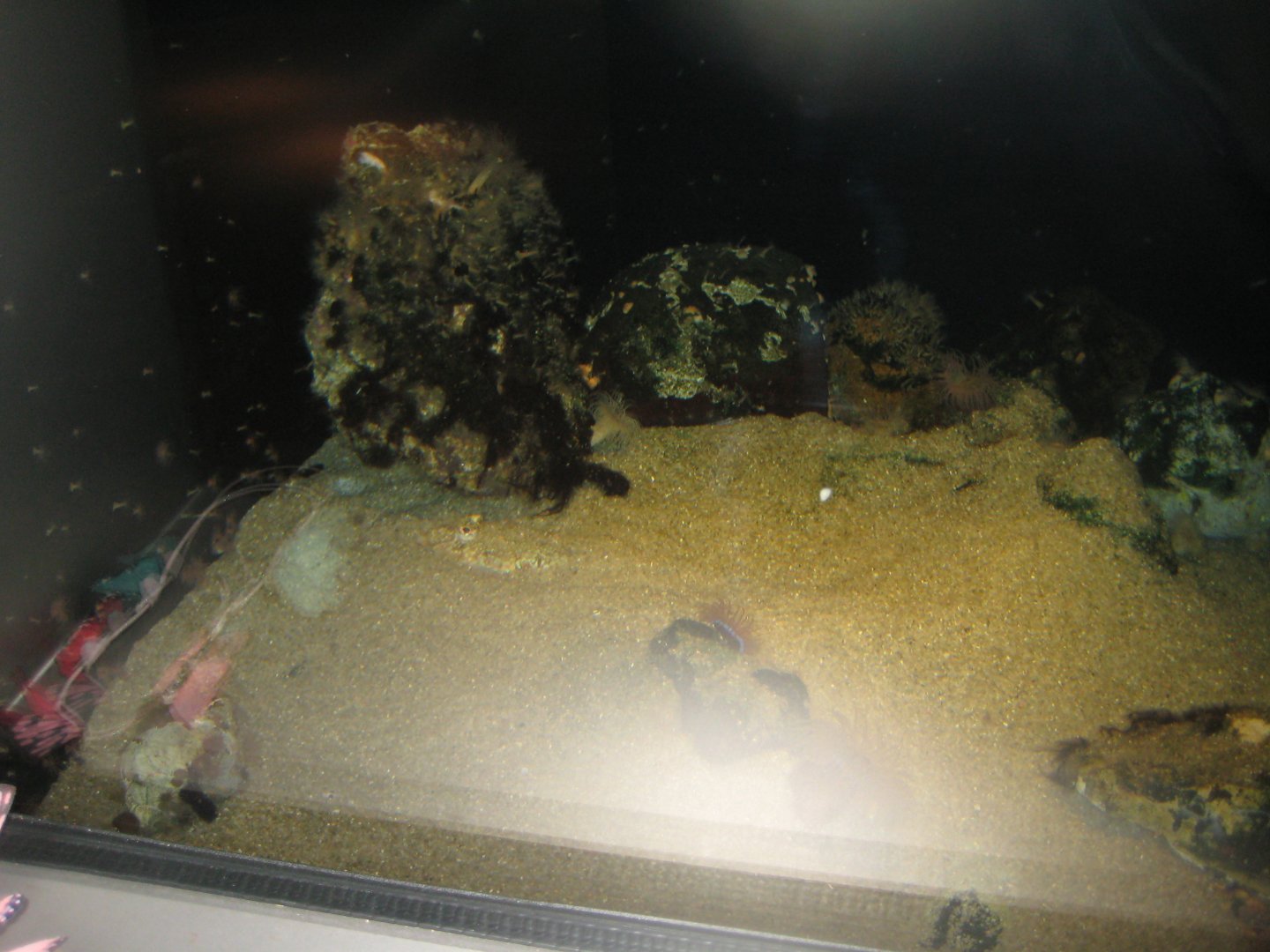 Nordsøen Oceanarium - "The sea observatory" - Dragonet tank