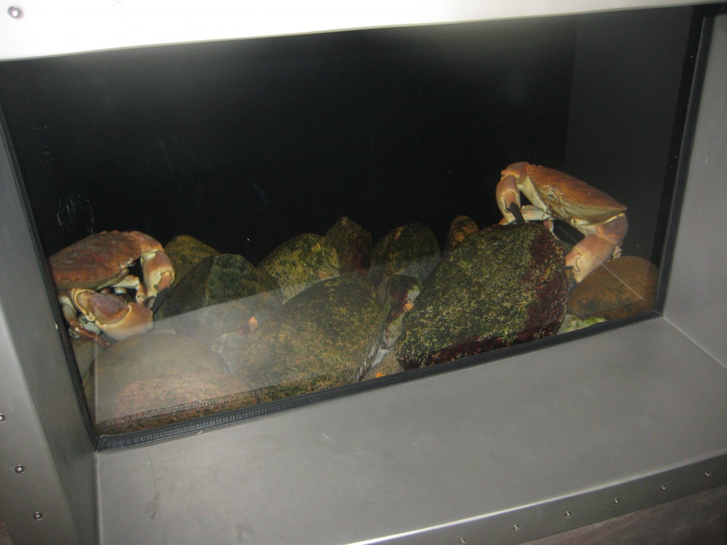 Nordsøen Oceanarium - "The sea observatory" - Edible crab tank