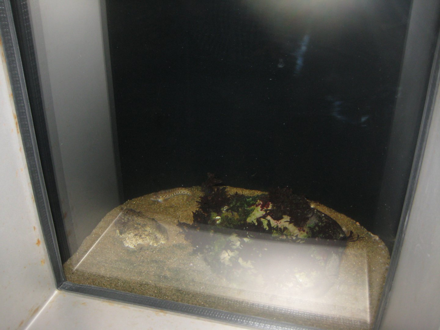 Nordsøen Oceanarium - "The sea observatory" - Eelpout tank