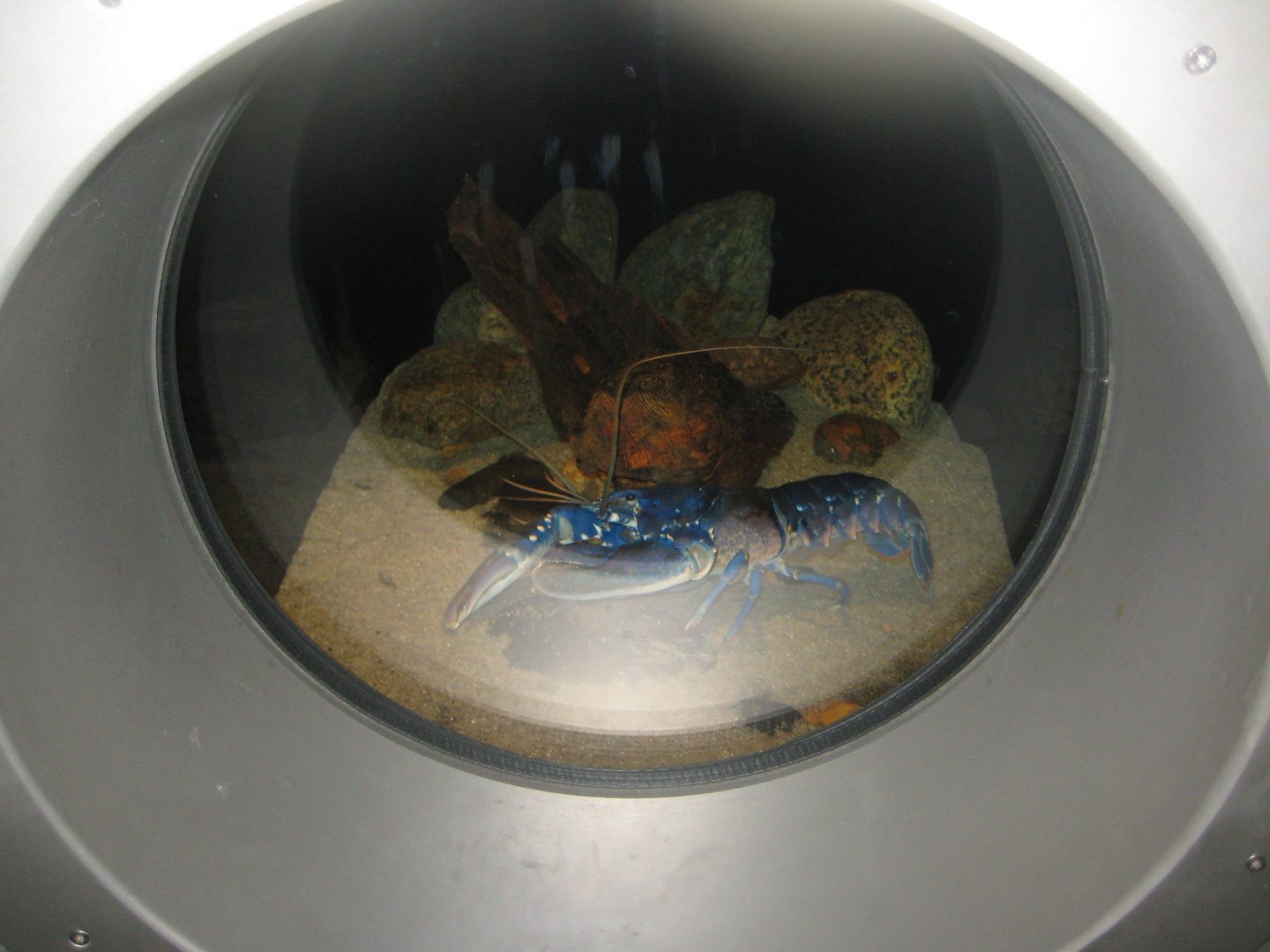 Nordsøen Oceanarium - "The sea observatory" - Lobster tank