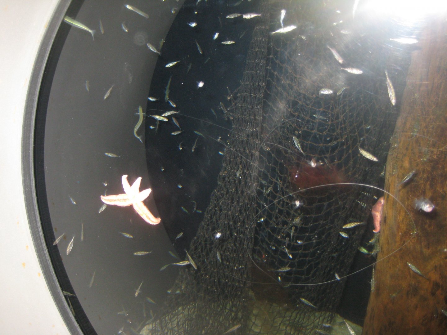 Nordsøen Oceanarium - "The sea observatory" - Mixed tank
