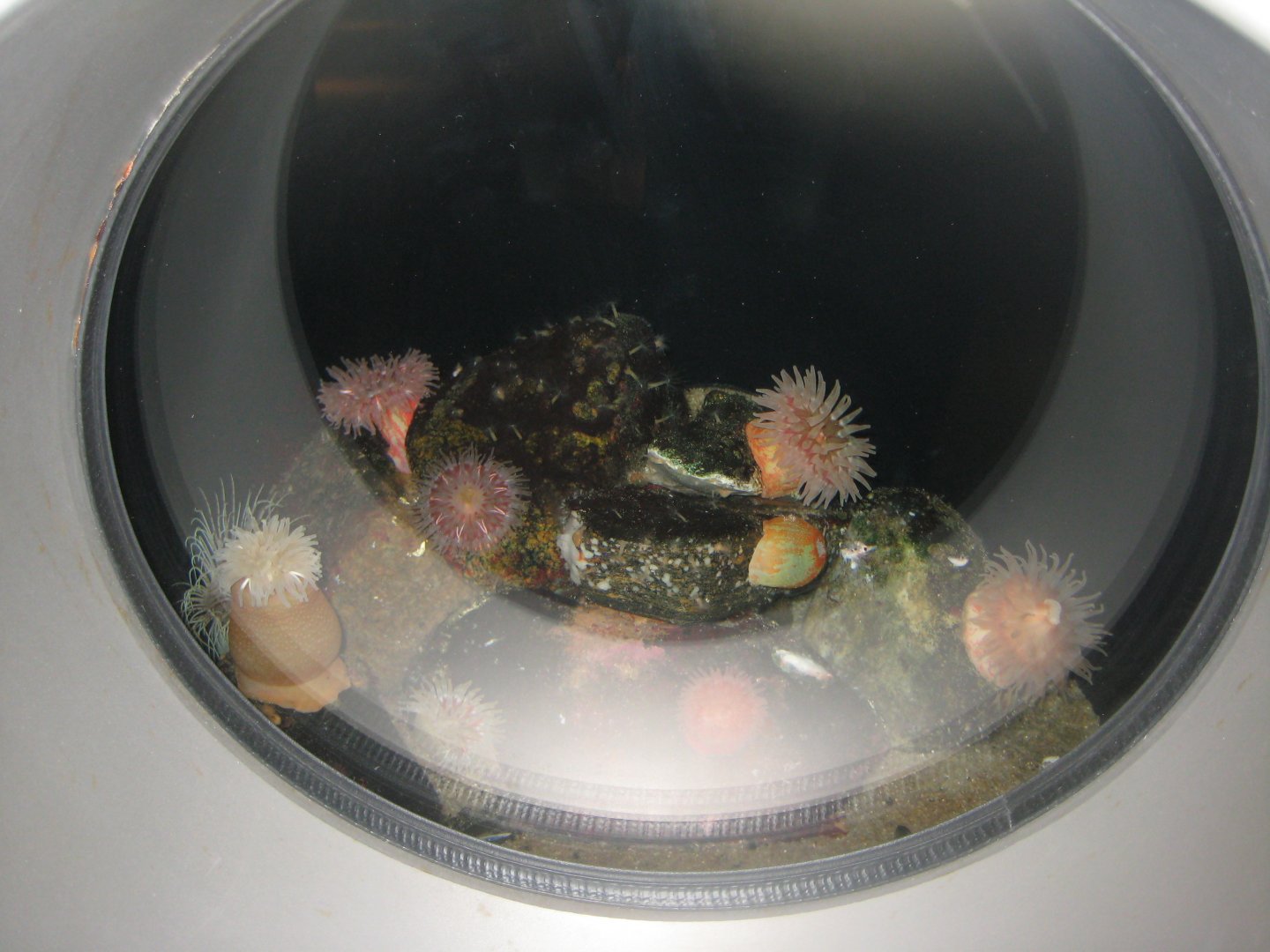 Nordsøen Oceanarium - "The sea observatory" - Sea anemone tank