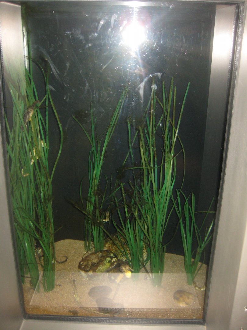 Nordsøen Oceanarium - "The sea observatory" - Seahorse tank