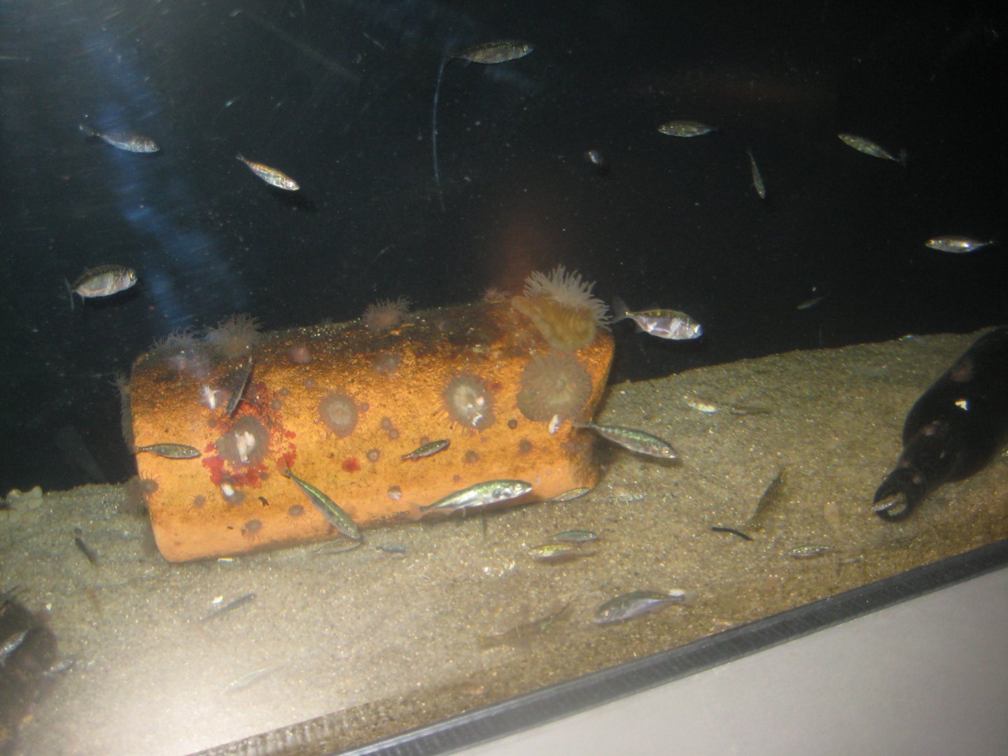 Nordsøen Oceanarium - "The sea observatory" - Stickleback tank