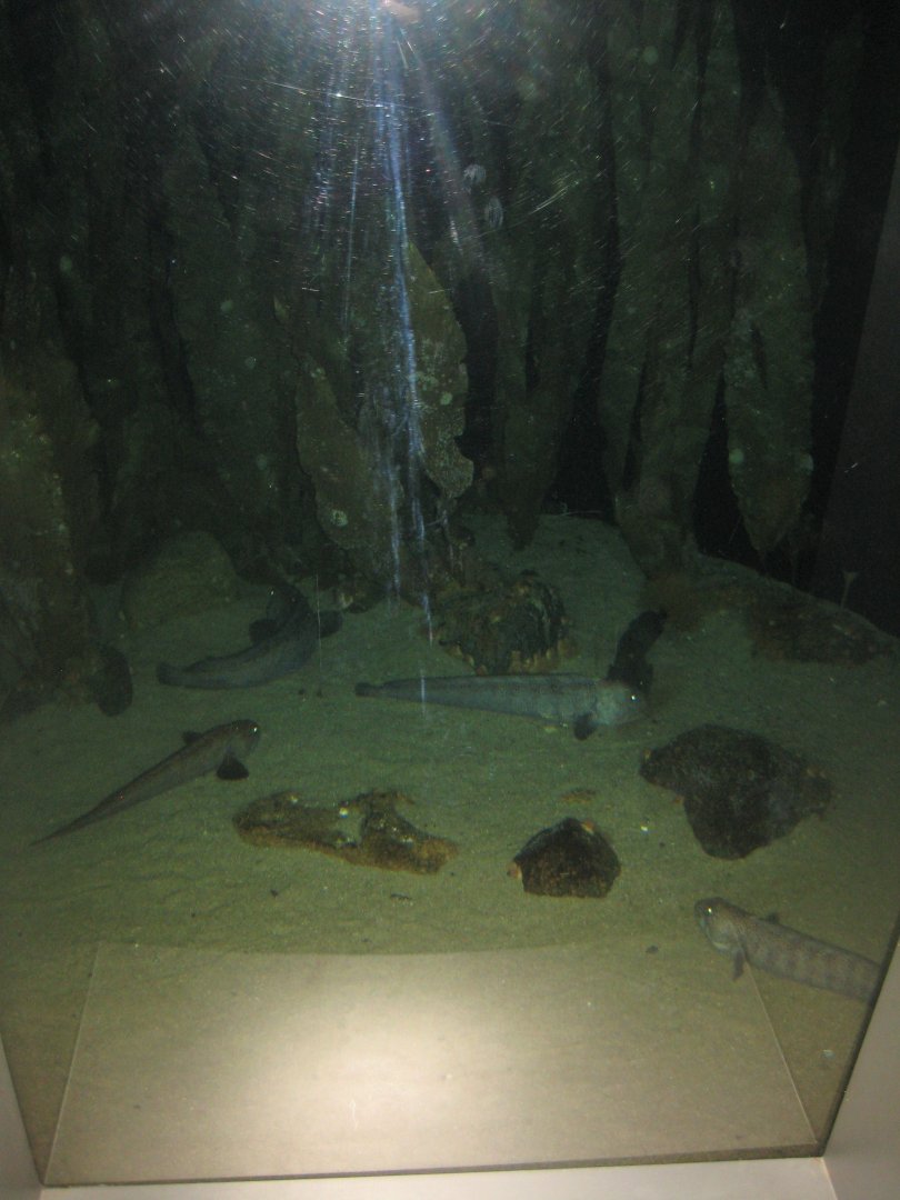 Nordsøen Oceanarium - "The sea observatory" - Wolffish tank