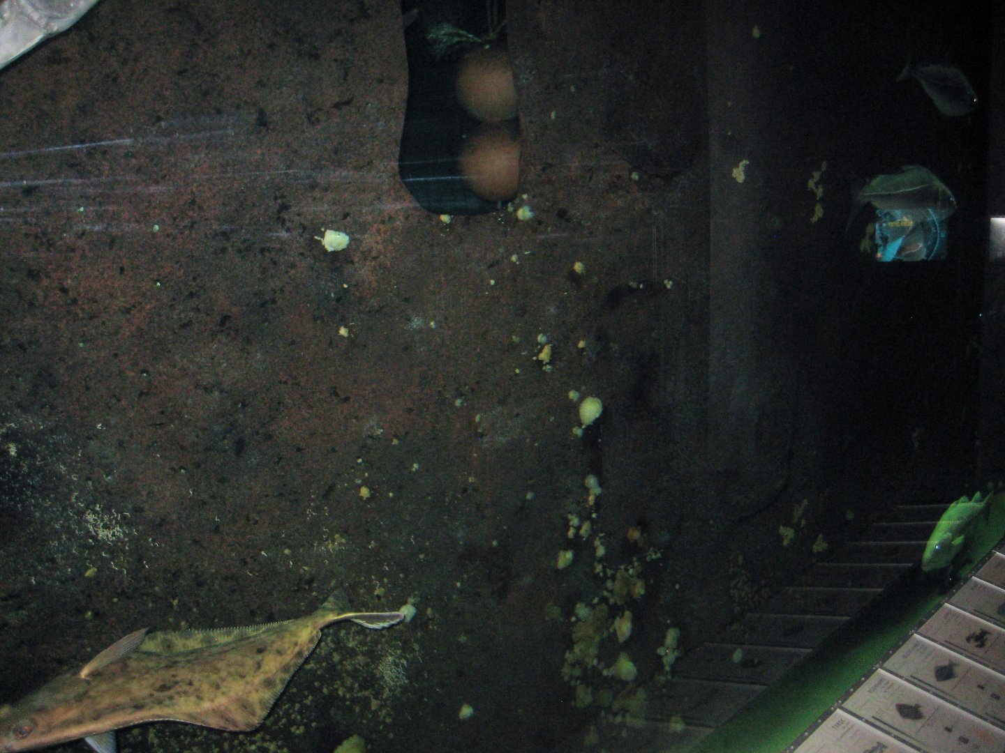 Nordsøen Oceanarium - "Vraget Stornoway"