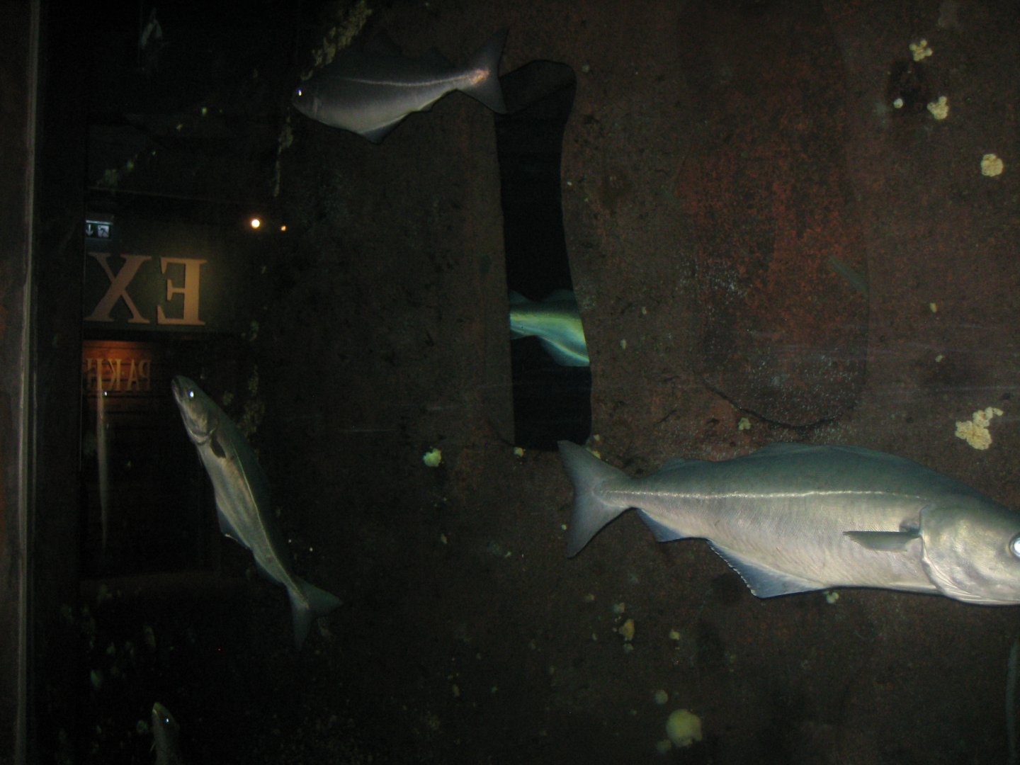 Nordsøen Oceanarium - "Vraget Stornoway"