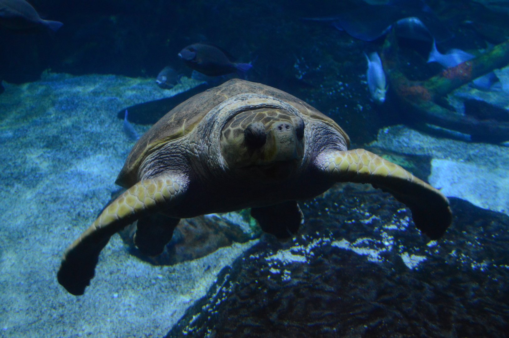 Norfolk Canyon - Loggerhead Sea Turtle (Caretta caretta)