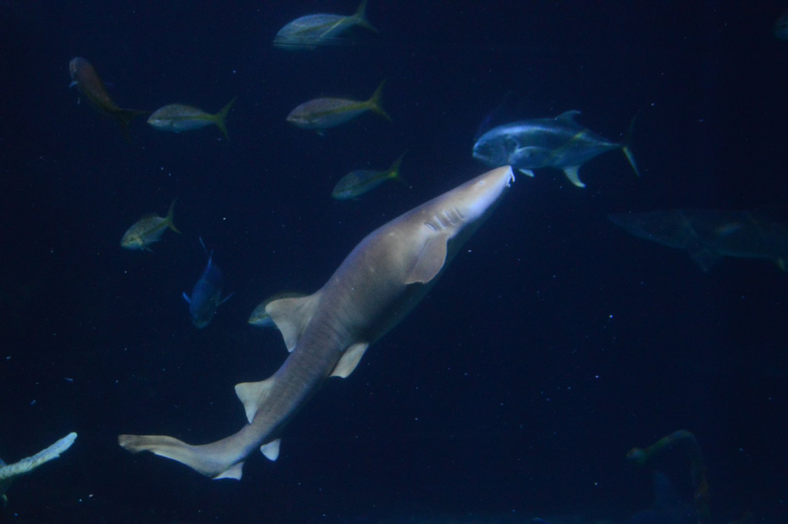 Norfolk Canyon - Nurse Shark (Ginglymostoma cirratum)