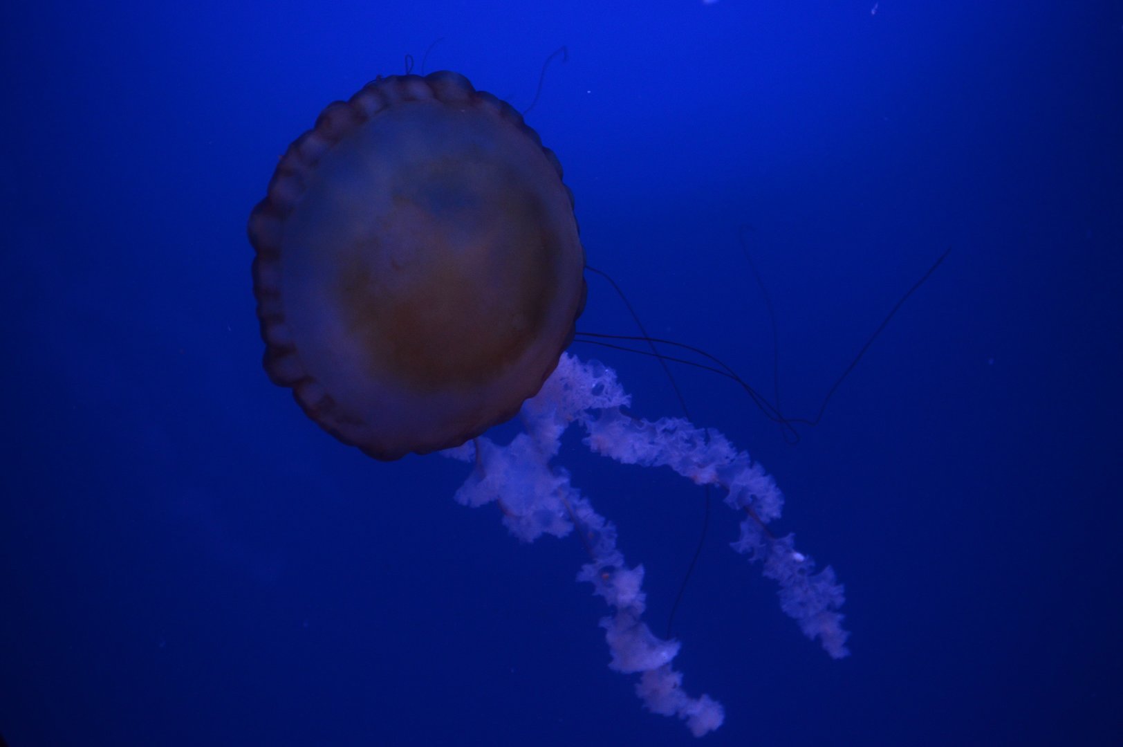 Norfolk Canyon - Pacific Sea Nettle (Chrysaora fuscescens)