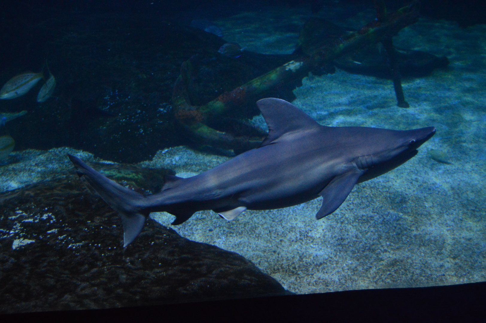 Norfolk Canyon - Sandbar Shark (Carcharhinus plumbeus)