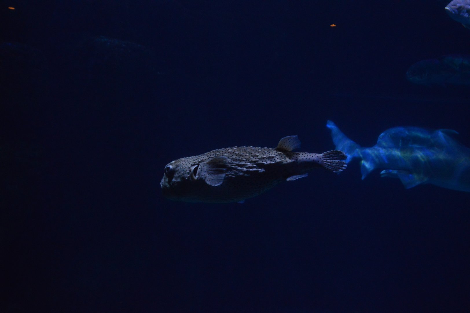 Norfolk Canyon - Spotted Porcupinefish (Diodon hystrix)