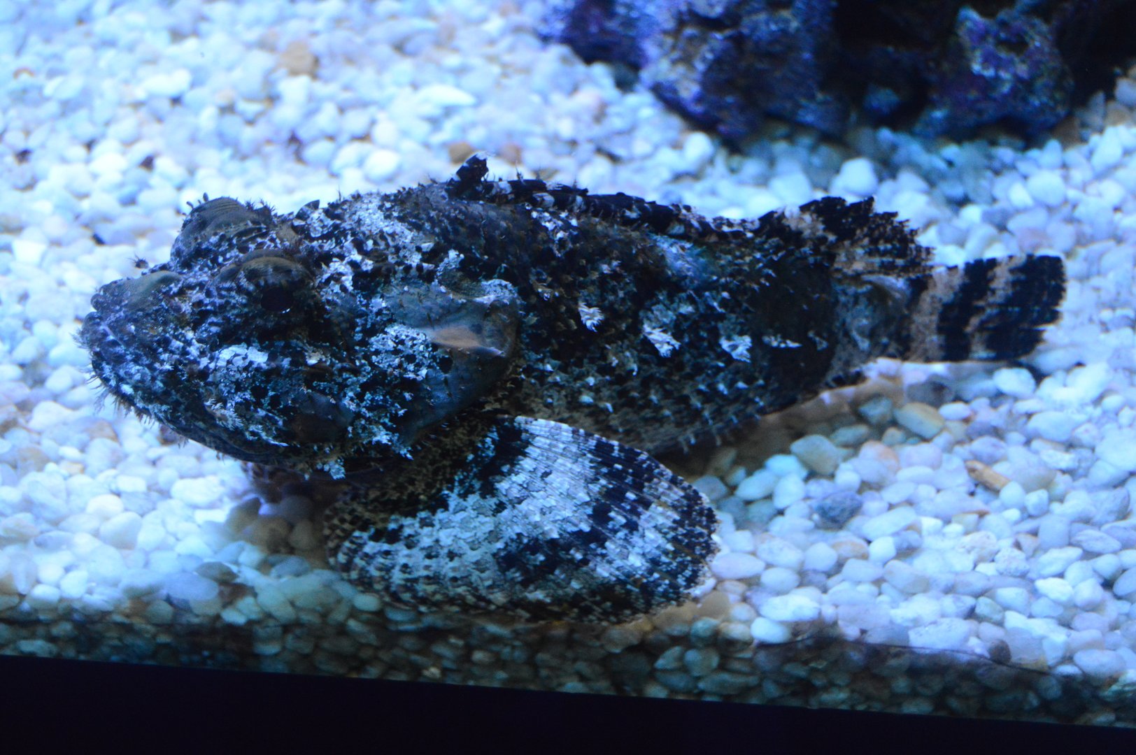 Norfolk Canyon - Spotted Scorpionfish (Scorpaena plumieri)