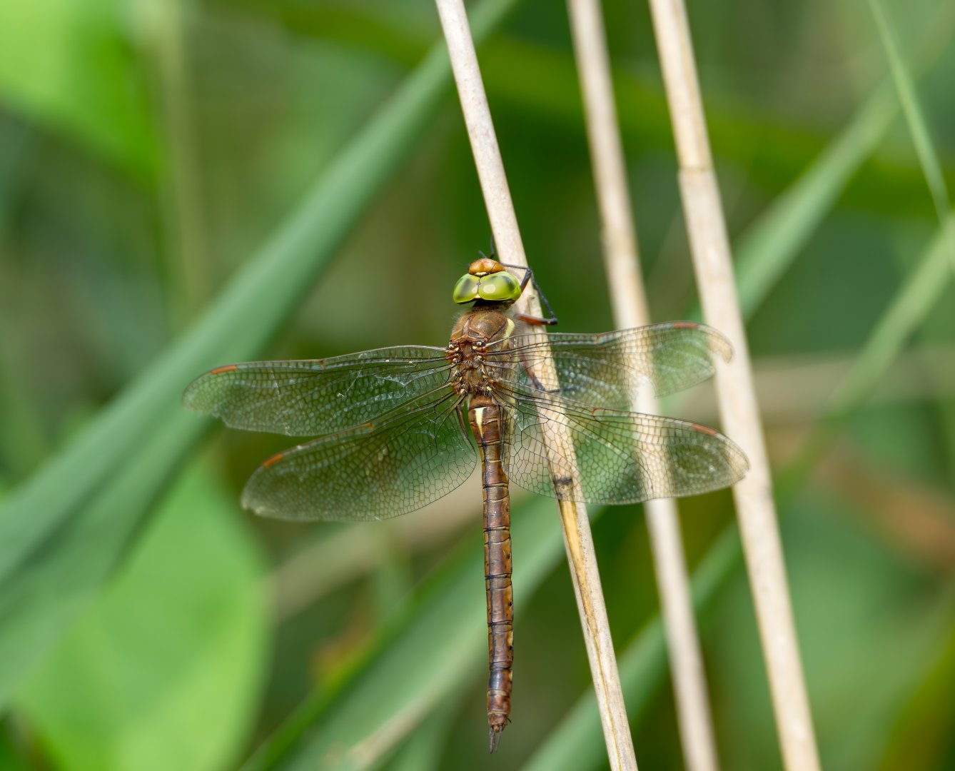 Norfolk hawker, wild, RSPB Strumpshaw fen, UK
